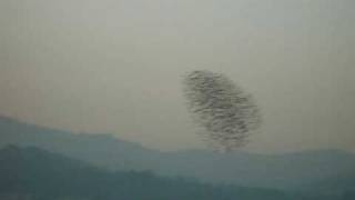 Falcon Attack Peregrine Divebombs Flock of Starlings [upl. by Amikan66]