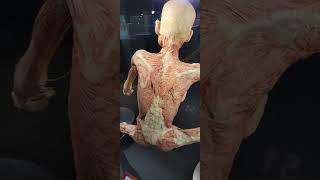 Body Worlds  Gunther Von Hagens [upl. by Zonnya]