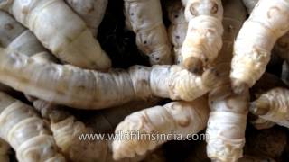 Silk worm farming in India how your silk is made [upl. by Arit]