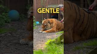 Brushing others tigers  cat lion tiger catsofyoutube whitetiger [upl. by Allard]