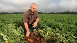 StollerUSA  Stoller products promote plant and root health in potatoes [upl. by Inar]