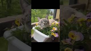 😹 Funniest Cats Ever 🐱  Hilarious Cat Videos to Make You Laugh [upl. by Meerek341]