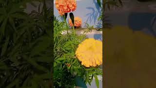 Home flower garden 🏡🌸🌼🌻🌺🌸flowers homegarden beautifulflowers subscribe [upl. by Clarisa]