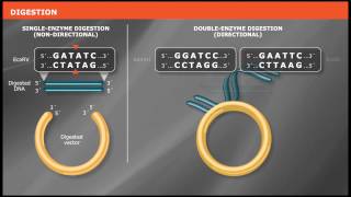 Overview of Traditional Cloning [upl. by Aneerak]