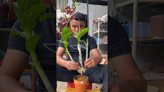 Short tips easy to following repotting dendrobium plant short plant orchid [upl. by Enniotna514]