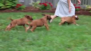 Rhodesian Ridgeback Puppies For Sale [upl. by Anstus543]