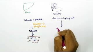 Glycogenolysis Hindi [upl. by Dario]