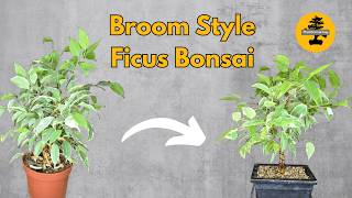 Creating BroomStyle Ficus Bonsai [upl. by Perri416]