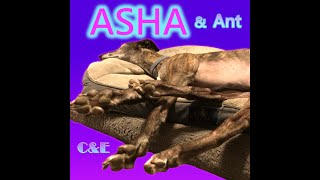 ASHA amp Ant [upl. by Soo]