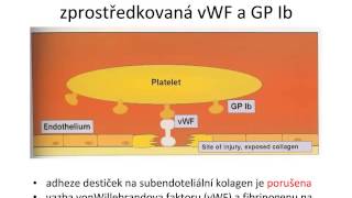 Poruchy hemostázy při chronickém onemocnění ledvin [upl. by Vona]