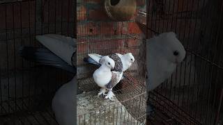 Beauty Of Satinette Pigeon  Fancy Pigeon Videos  Pigeon Videos pigeonslovers pigeonsvideo [upl. by Neret]