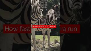 zebras vs horses in a race who wins How fast can a Zebra run zebras zebravideo wildlife [upl. by Bloom]