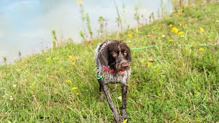 Wirehaired Pointing Griffon vs Border Terrier Which Terrier is Right for You [upl. by Javed613]