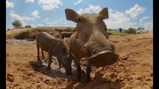 Lions Hunt Warthogs  But Do They Have An Escape Plan [upl. by Godber]