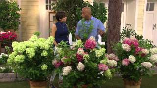 Cottage Farms Vanilla Strawberry Hydrangea with Dan Hughes [upl. by Ahsielat]