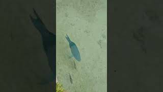 Parrot fishfish ytviral ytshorts parrotfish islandlifetrending shortsbermudaisland ofw [upl. by Airpac]