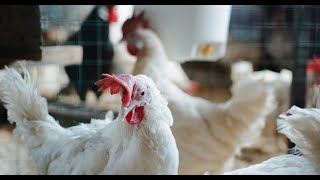 Importance of Colibacillosis in Poultry [upl. by Fredella219]