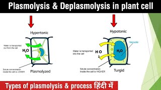 Plasmolysis and deplasmolysis in plant cell  types of plasmolysis  lectures in Hindi [upl. by Adiam762]