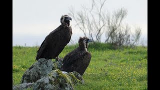 Cinereous Vulture [upl. by Cornall343]