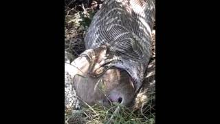 Python eating a Duiker antelope [upl. by Soo]