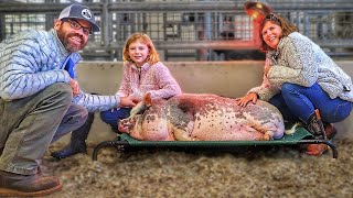 Were Visiting Our Pet Potbelly Pig At The Veterinarian Hospital [upl. by Aylward726]