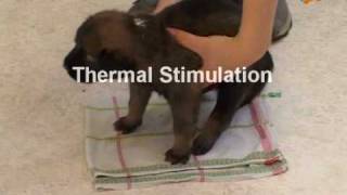 Early Neurological Stimulation Puppies [upl. by Ramedlab]