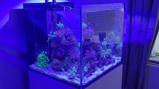 Aquaone Reefsys 180 [upl. by Eaton]