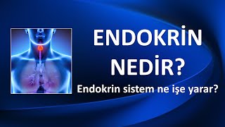 ENDOKRİN NEDİR ENDOKRİN SİSTEM NE İŞE YARAR [upl. by Kate]