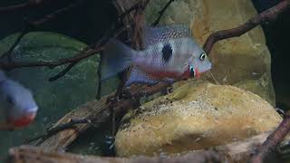 thorichthys meeki firemouth cichlids defending their fry [upl. by Caasi]