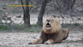 Male Lion roaring very loud Starts off very funny [upl. by Dajma640]