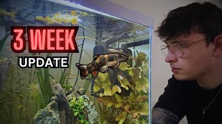 25 Day Update Dwarf Cichlid Community  New Addition [upl. by Sana]