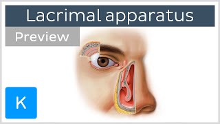 Lacrimal apparatus gland canaliculi duct and other structures preview  Human anatomy  Kenhub [upl. by Letnwahs]