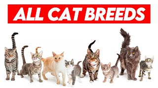 All Cat Breeds AZ Visual Guide to Feline Diversity [upl. by Attenyl]