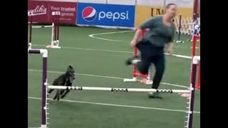 Agility whippet2 Please subscribe [upl. by Shriver56]