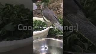 Coocoo eating [upl. by Flavian]