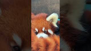 WOW adorable red panda🍼🍼🍼 amsr foryou ailurusfulgens redpanda fpy zoo cute [upl. by Anirbac]