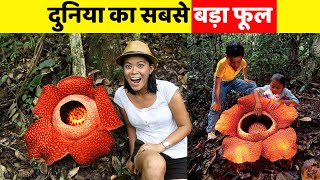 दुनिया का सबसे बड़ा फूल🌻Worlds BIGGEST Flower rafflesia shorts [upl. by Netsua]