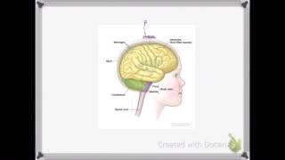 OCR A LEVEL BIOLOGY  UNIT 55 PART 2  MAMMALIAN NERVOUS SYSTEM [upl. by Helbonnas889]