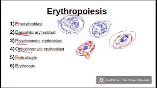 Mnemonic to remember ErythropoiesisRBCSStages of RBCS maturation [upl. by Carrington78]