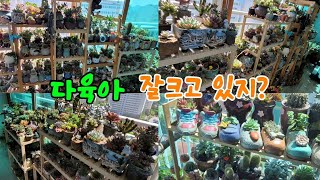 다육아 잘 크고 있지 Succulents are growing well right [upl. by Eahsat]