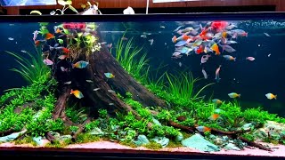 The Ultimate Rainbowfish Tank  Beautiful Rainbowfish Planted Aquarium [upl. by Amjan]