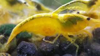 GOLDEN BACK YELLOW SHRIMP NEOCARIDINA DAVIDI [upl. by Assilanna]