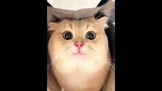 Cute ❤️😸😸 cats cat meo قطة catlover meao kittens cute meaocat lovecats [upl. by Aeresed]