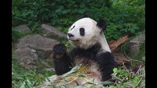 Cute Giant panda eating bamboo [upl. by Blackstock]