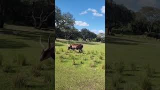 Please subscribe 😁 AnkoleWatusi big horned cattle [upl. by Niatsirt]