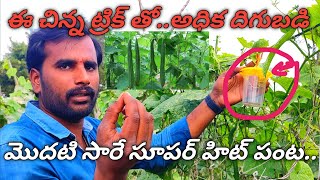 బీరకాయ పంట సాగు చేసే విధానం వివరణ Beera farming explanation [upl. by Edmanda]