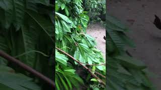 The egg fruit tree broke heavyrain srilanka homegarden fruit yshorts [upl. by Rozina]