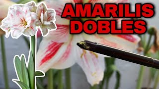 COMO HACER AMARILIS o AZUCENAS DOBLES Hippeastrum amaryllis [upl. by Crin]