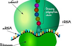 ribosomesprotien rough endoplasmic reticulum cytoskeletonmicrotubules [upl. by Sibyls240]