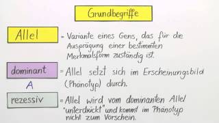 Erbgänge dominantrezessiv intermediär und kodominant  Biologie  Genetik [upl. by Jewell]